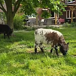 - Ranch